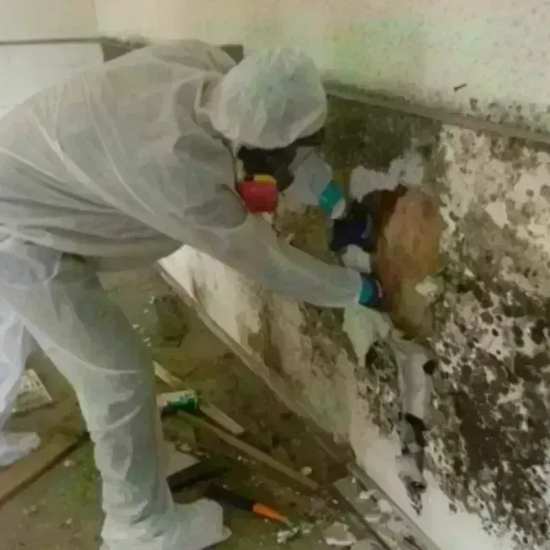 Mold Remediation and Removal in Howard County, AR